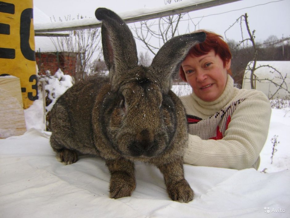 Самый большой кролик Фландр