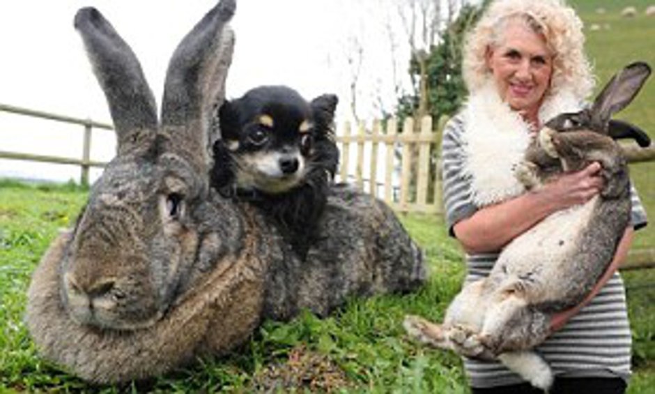 Кролик континентальный гигант