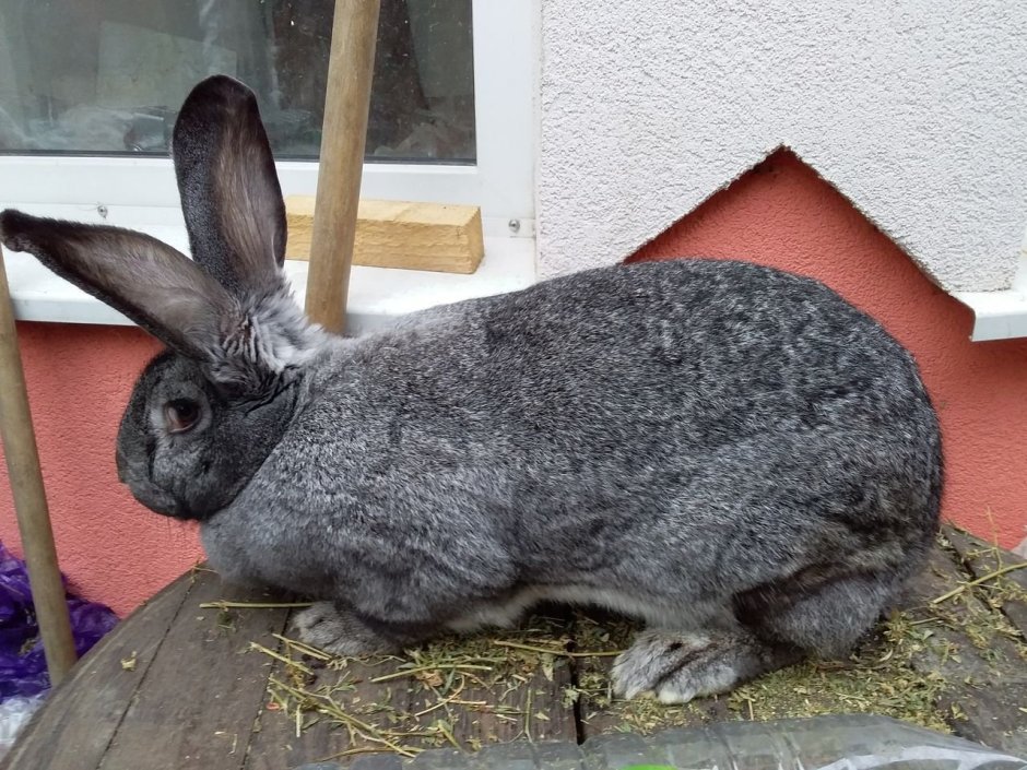 Кролики Фландр серый великан