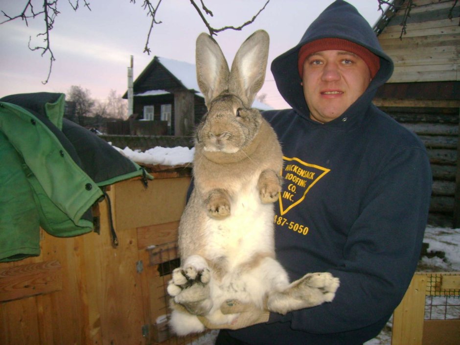 Кролик Фландр ВАЛАКАС