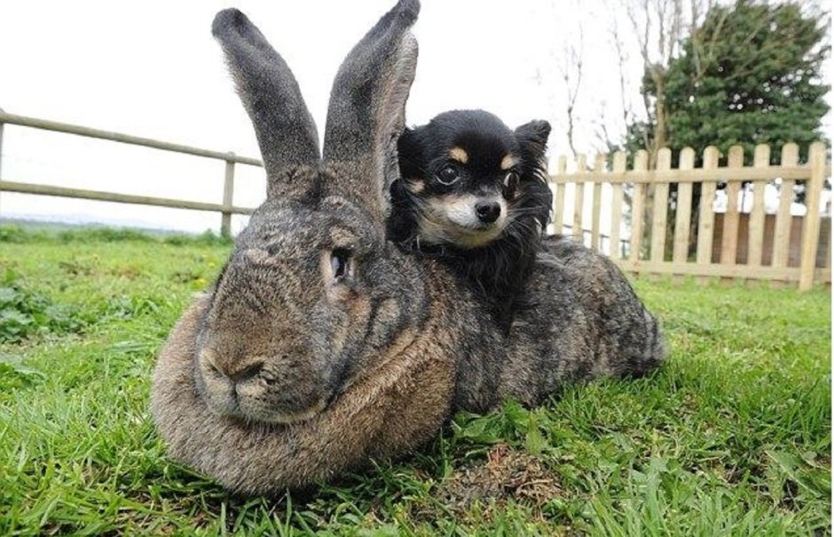 Бельгийский великан кролик