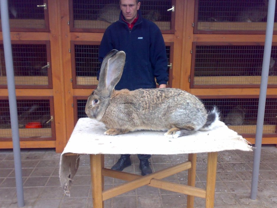 Кролики Фландр серый великан