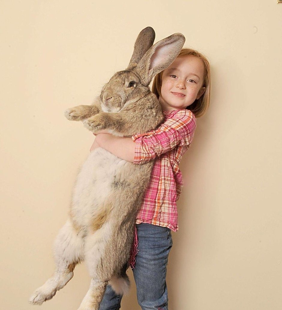 Самый большой в мире кролик Ральф