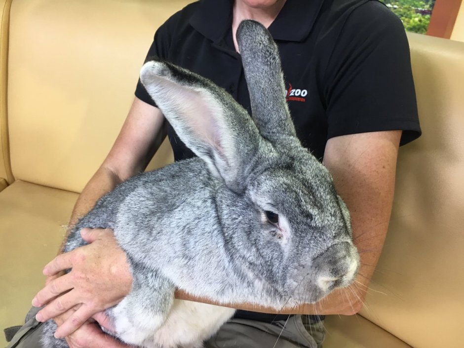 Фламандский гигантский кролик