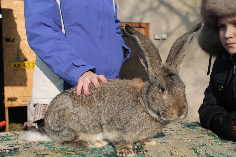 Кролики великаны Фландр