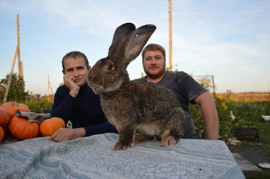 Кролик гигант Ральф