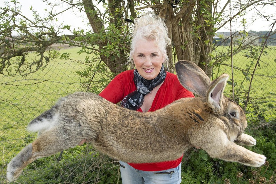 Фландр кролик самый большой в мире