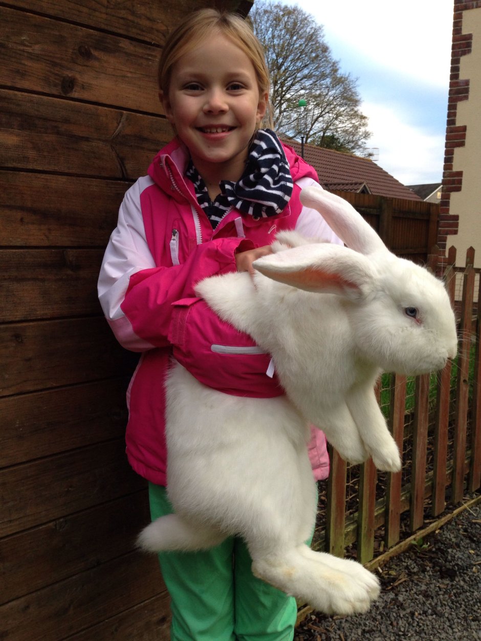 Кролик белый великан
