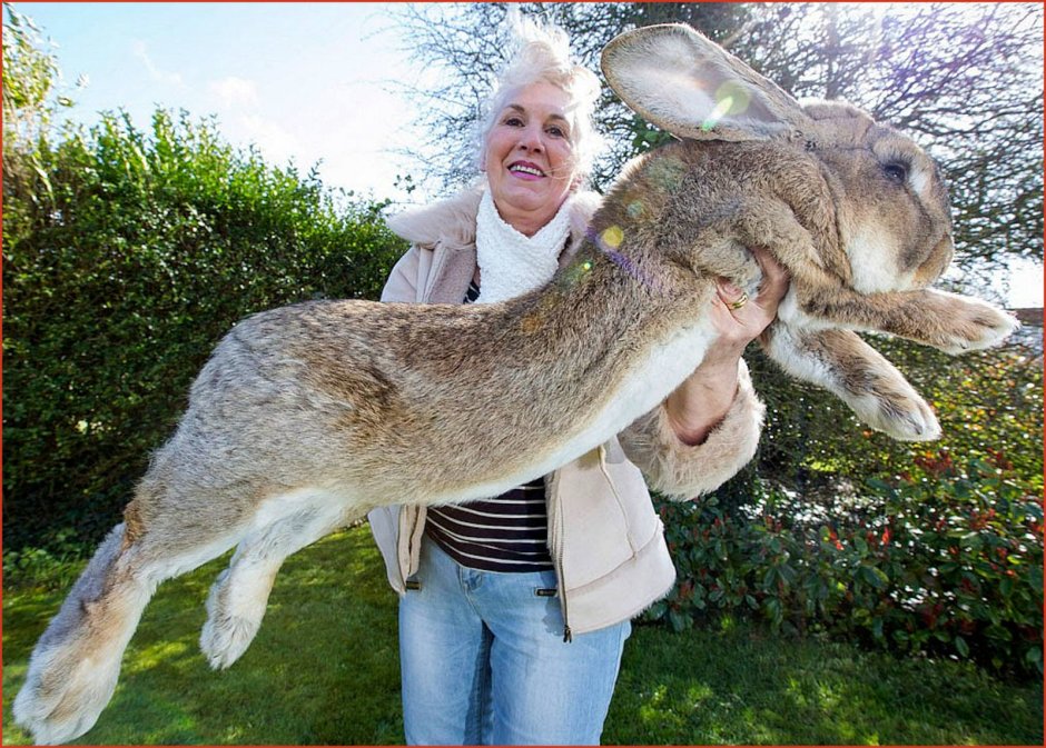 Животные гиганты мира