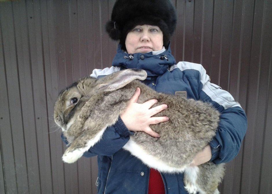 Мясные породы кроликов большие