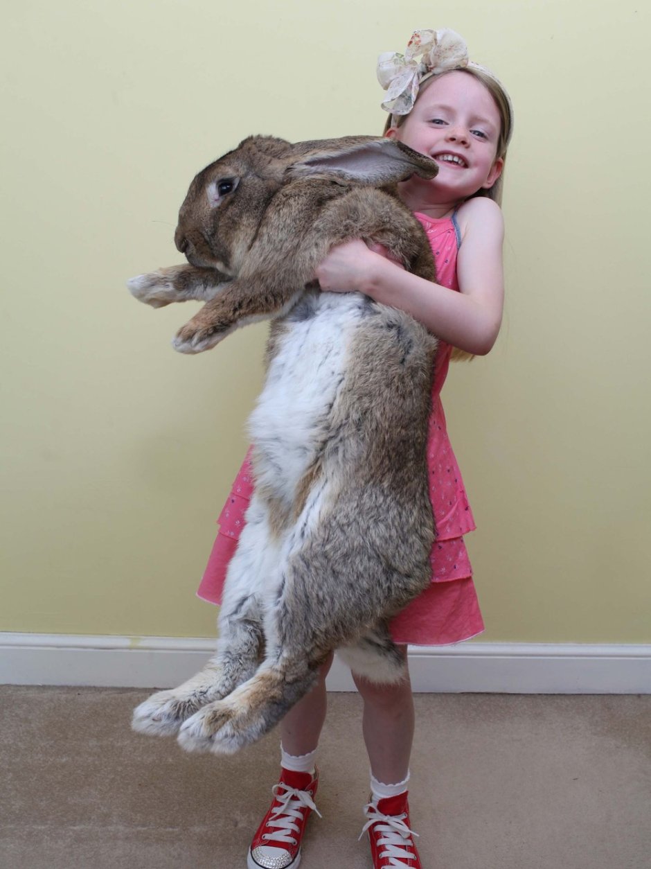 Кролик Ральф