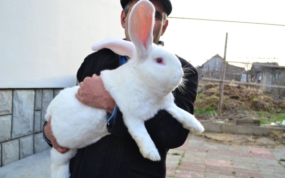 Бельгийский кролик великан белый