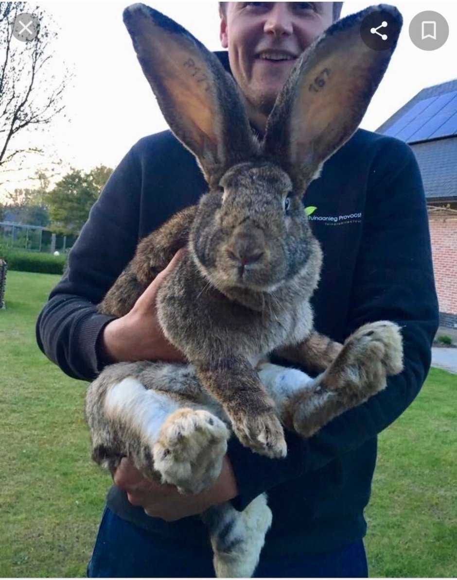 Кролики великаны Фландр