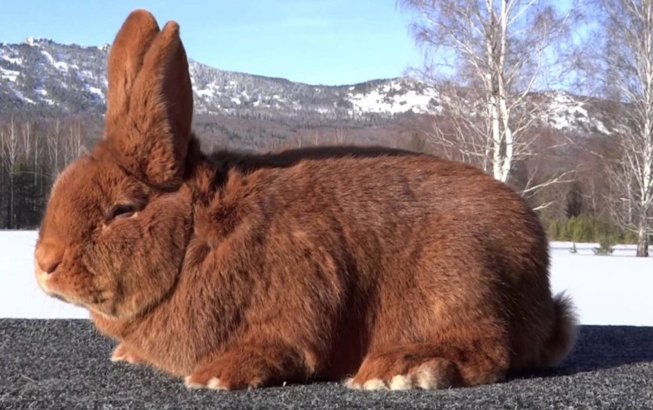 Кролик рыжий великан