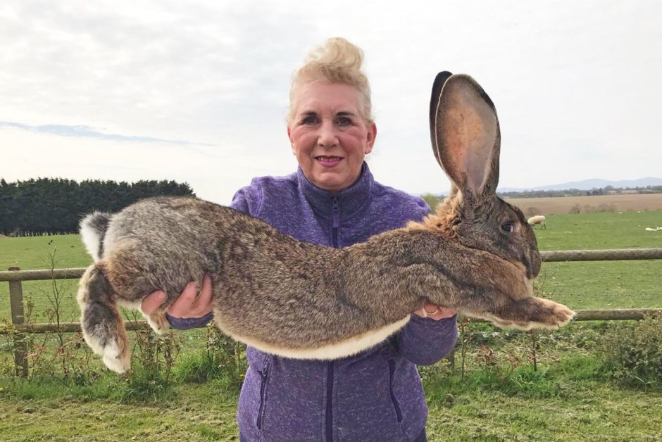 Самый огромный кролик