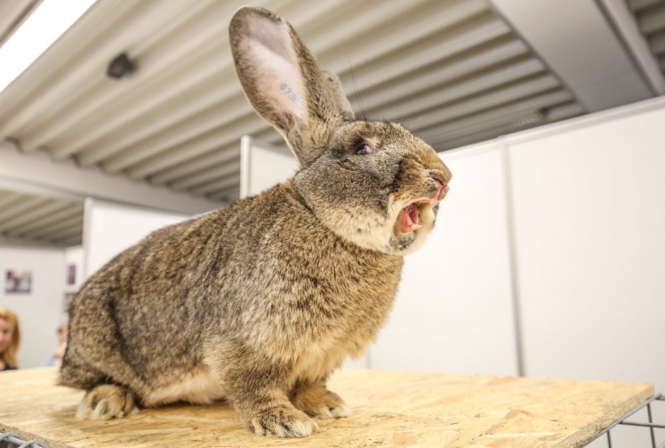 Внешний вид кролика