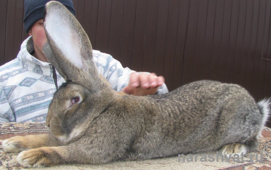 Кролик гигантский Фландр