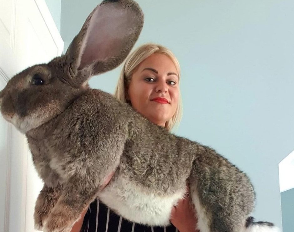 Дариус - самый большой кролик в мире