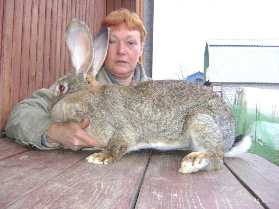 Кролик Фландр бельгийский великан