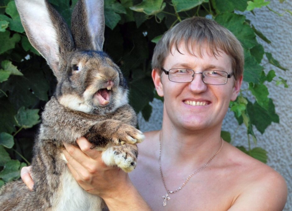 Бельгийский великан Фландр