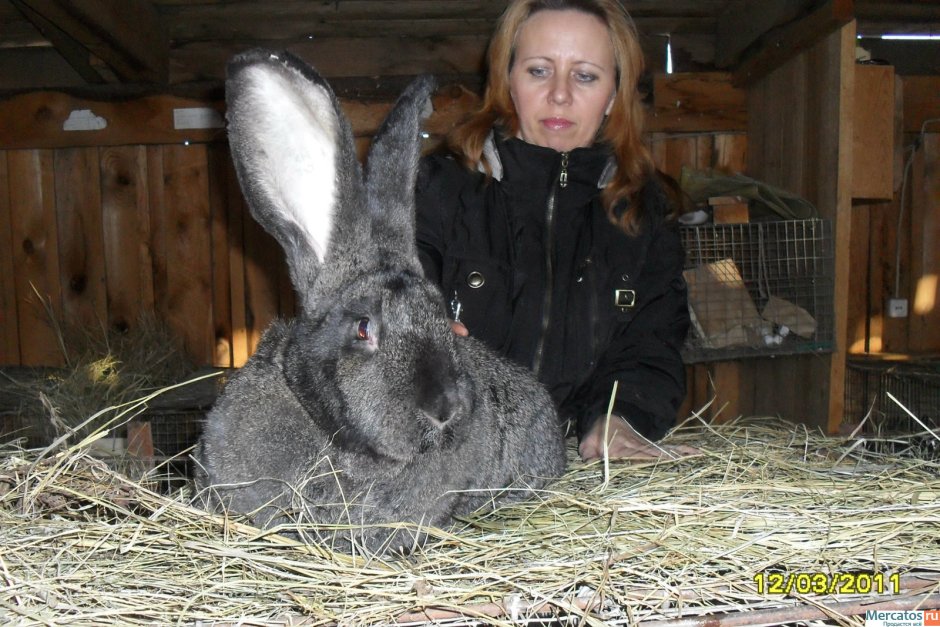 Порода кроликов Фландр вес