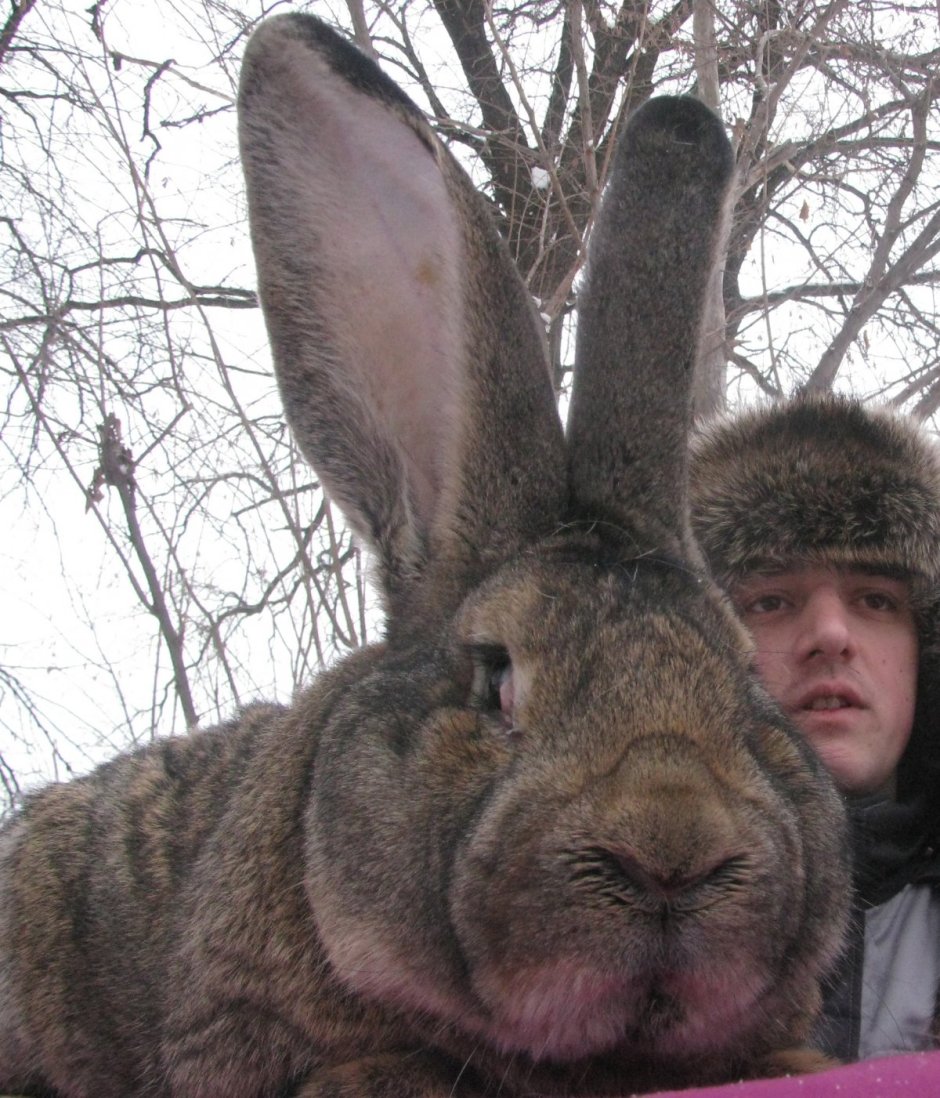 Кролик гигантский Фландр