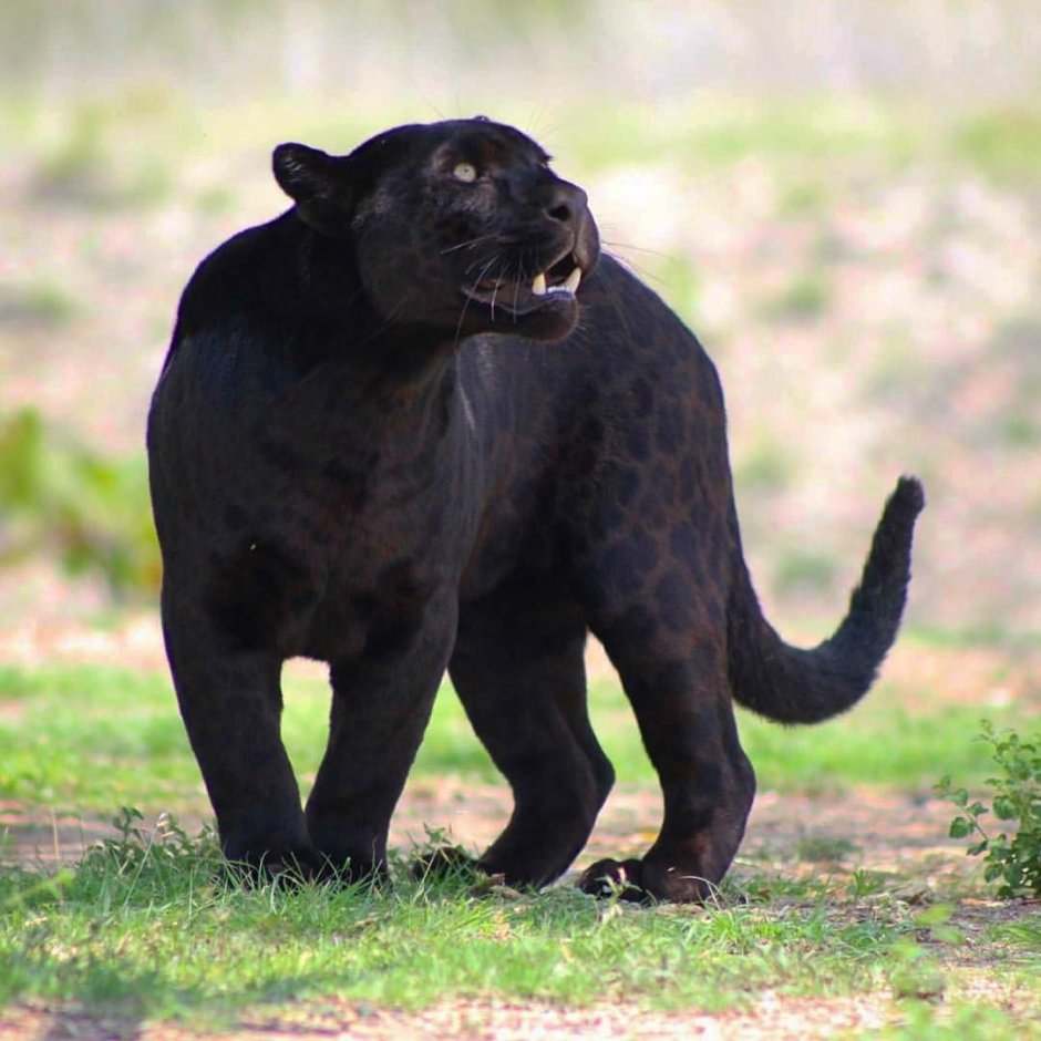 Черная пантера Nat geo Wild