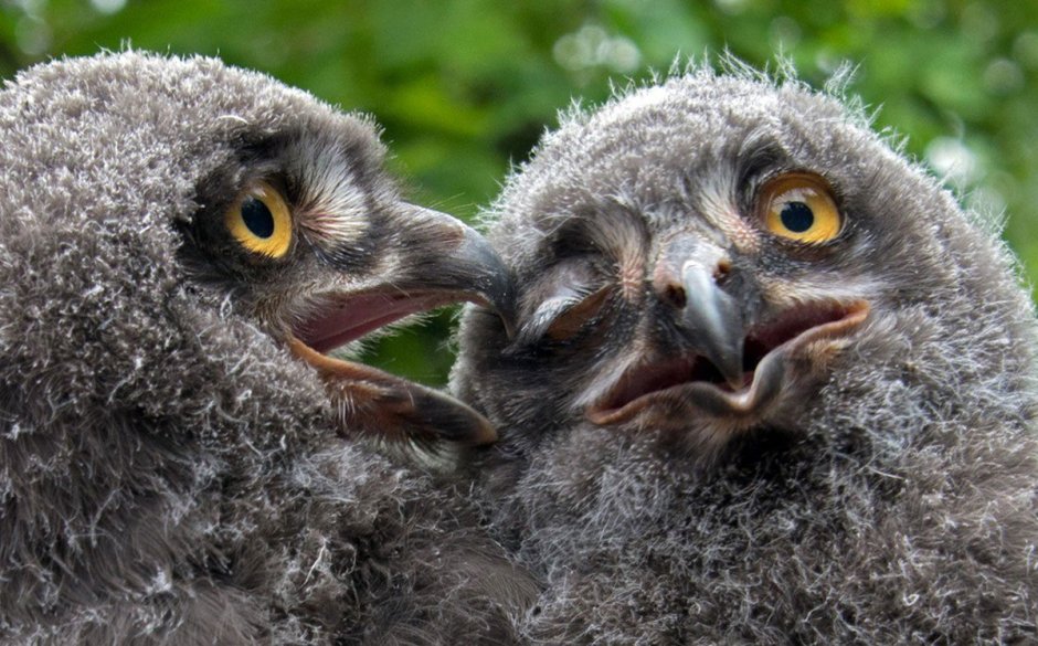 Comedy Wildlife Photography Awards 2020