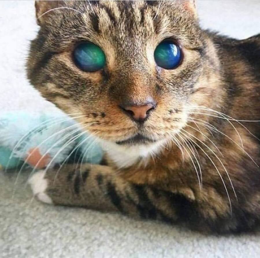 Гетерохромия као мани