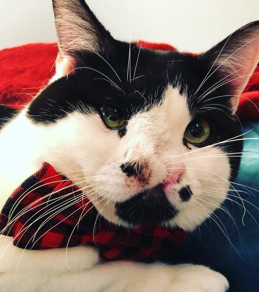 Двуликая кошка Яна