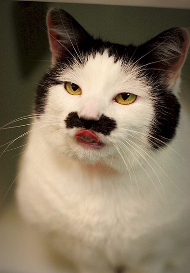 Самые необычные кошки в мире