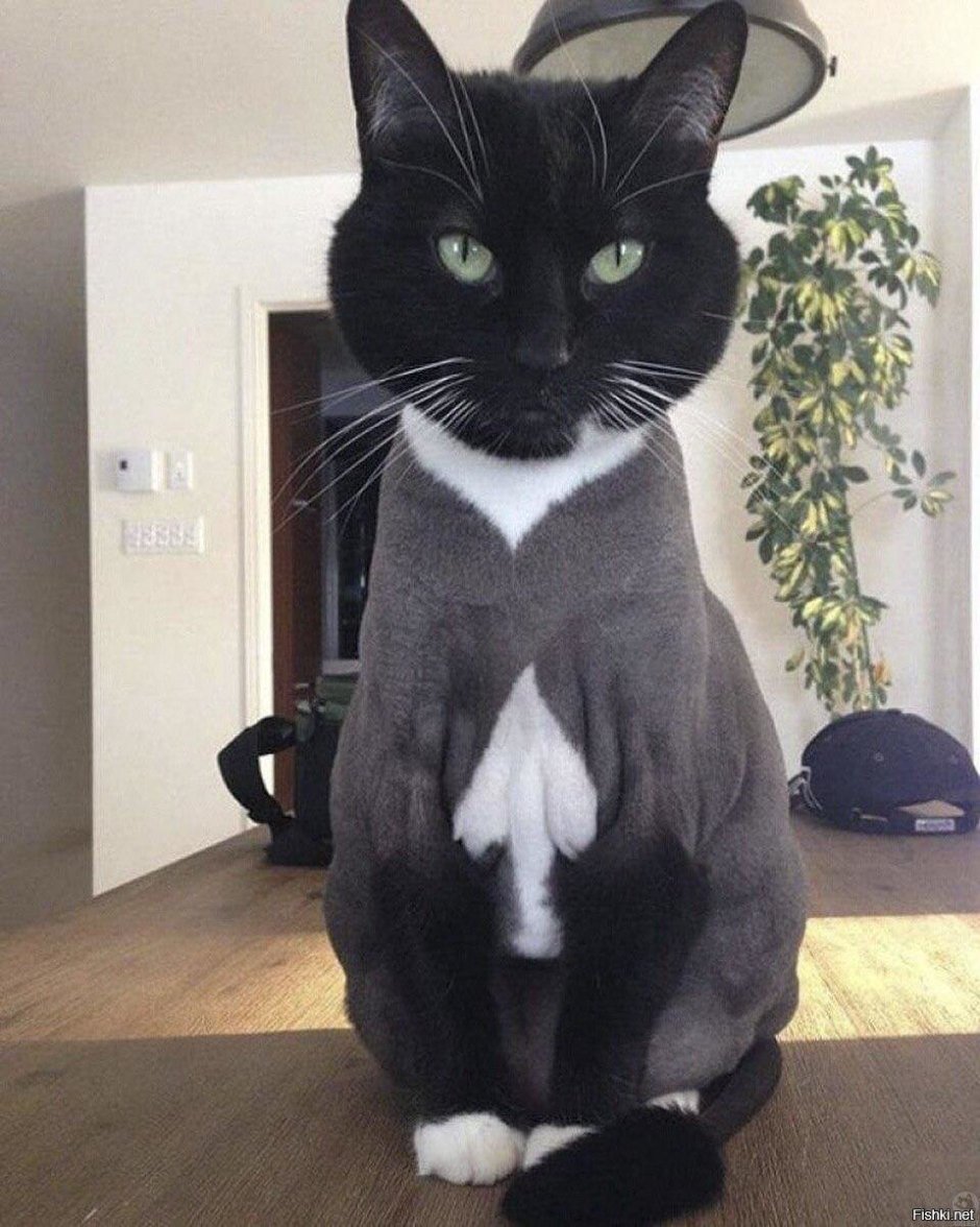 Кошки с необычными глазами