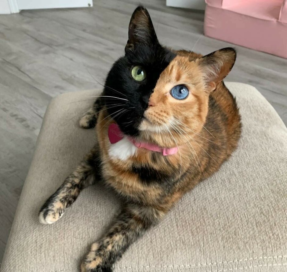 Кошка породы сервал