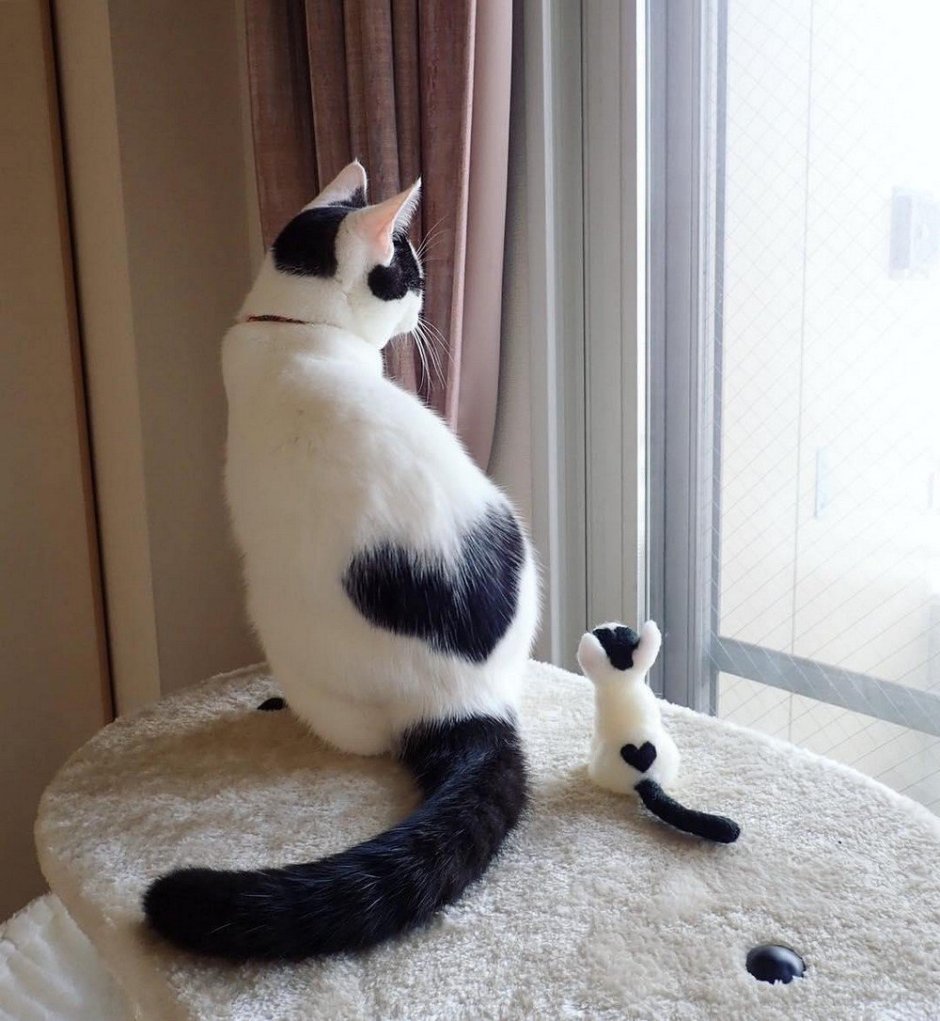 Необычные кошки