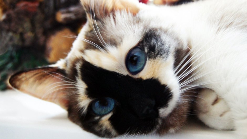 Необычные окраски кошек