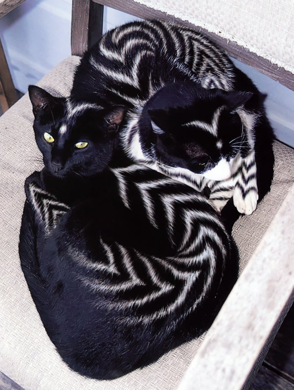 Кот Химера Нарния котята