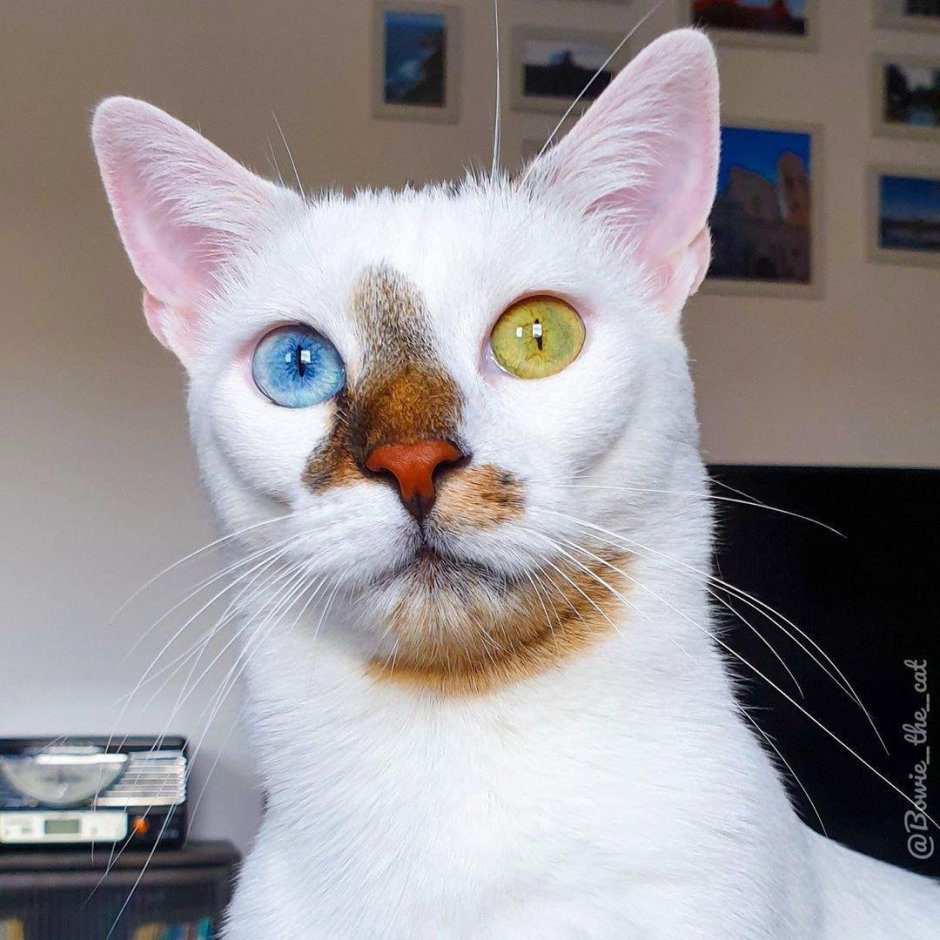 Мейн кун гетерохромия