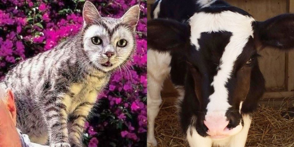 Необычные коты