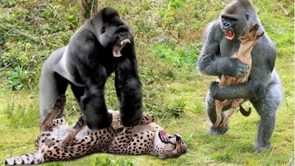 Gorilla vs Leopard