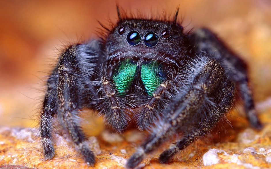 Паук птицеед Poecilotheria Metallica