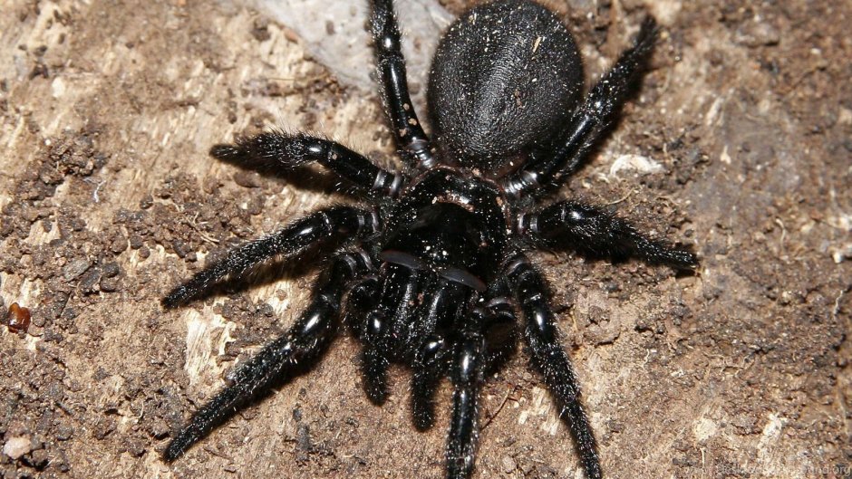 Grammostola mollicoma