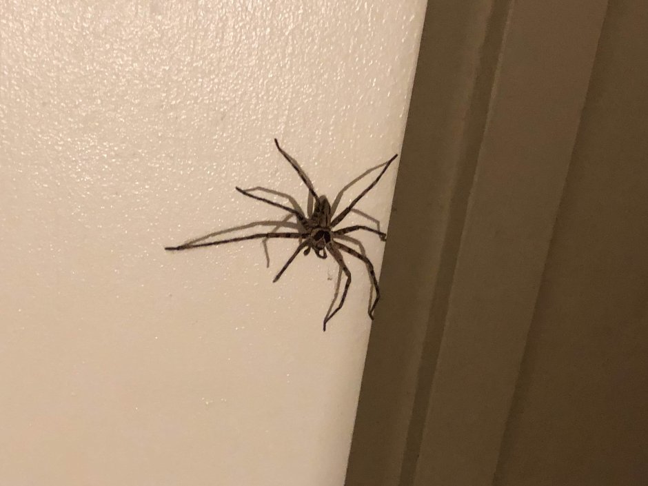 Паук Huntsman Spider
