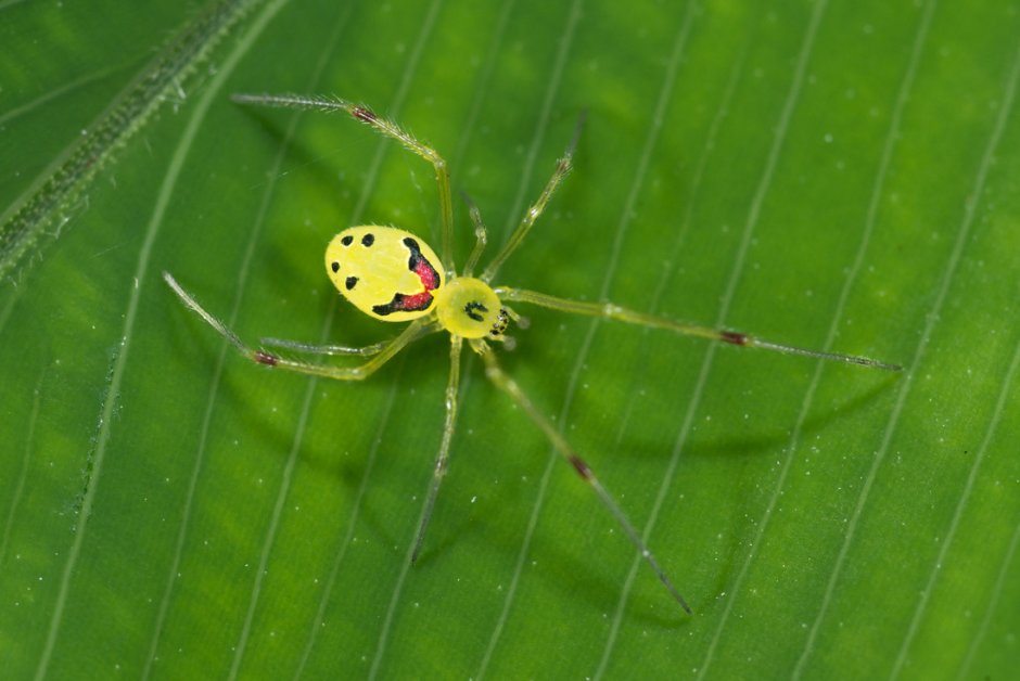 Пауки вида Theridion grallator