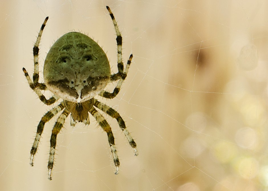 Argiope appensa