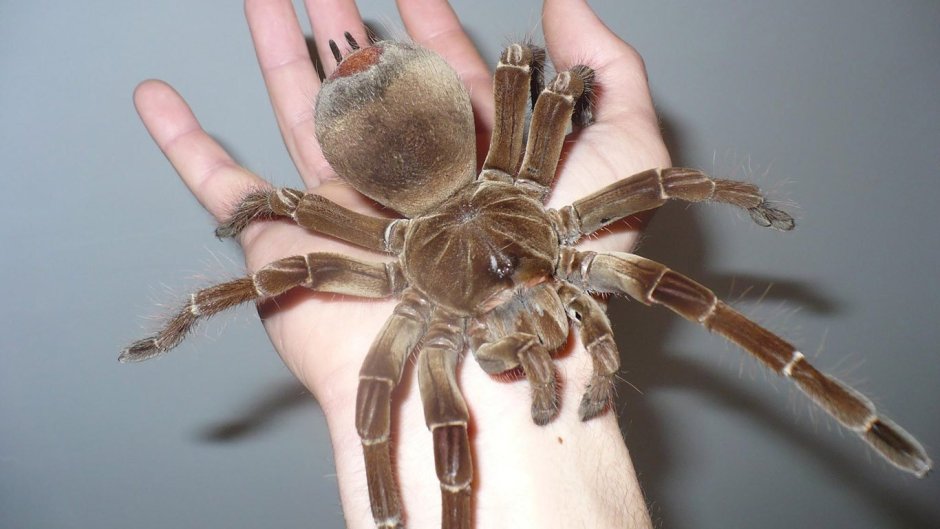 Самый маленький паук Patu Digua
