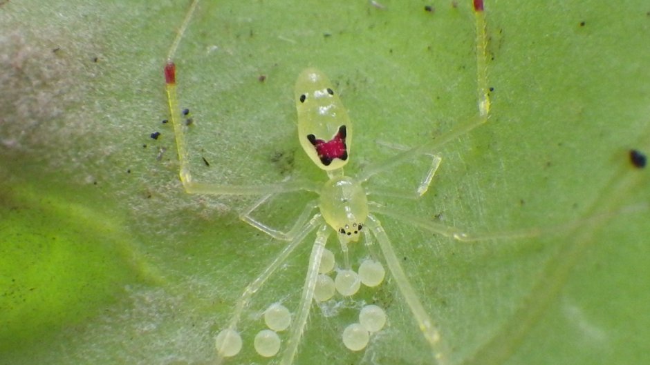 Theridion grallator