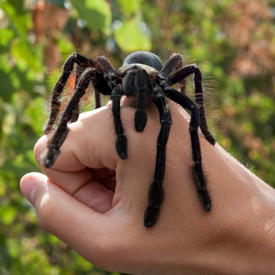 Паук птицеед Avicularia versicolor
