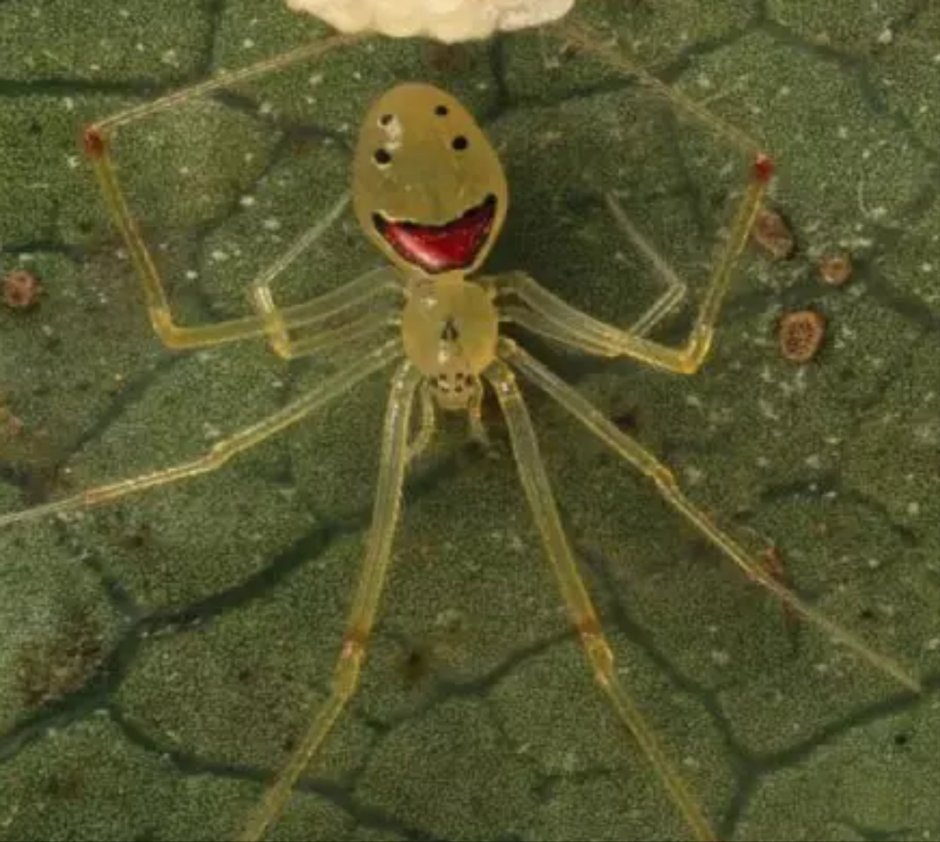 Theridion grallator улыбающийся паук