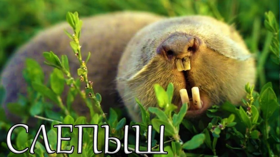Обыкновенный слепыш (Spalax microphthalmus)