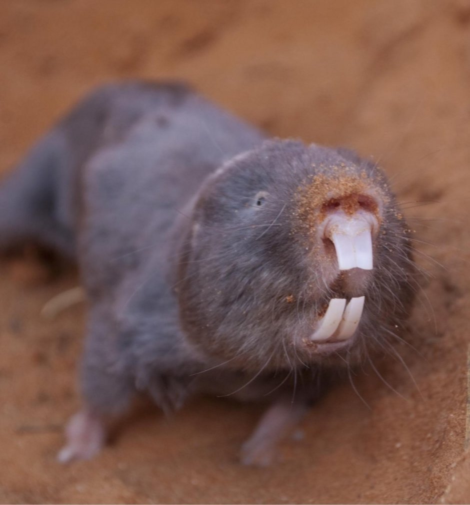 Сумчатый Крот (Notoryctes Typhlops)